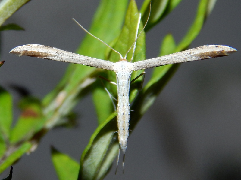 Emmelina monodactyla?